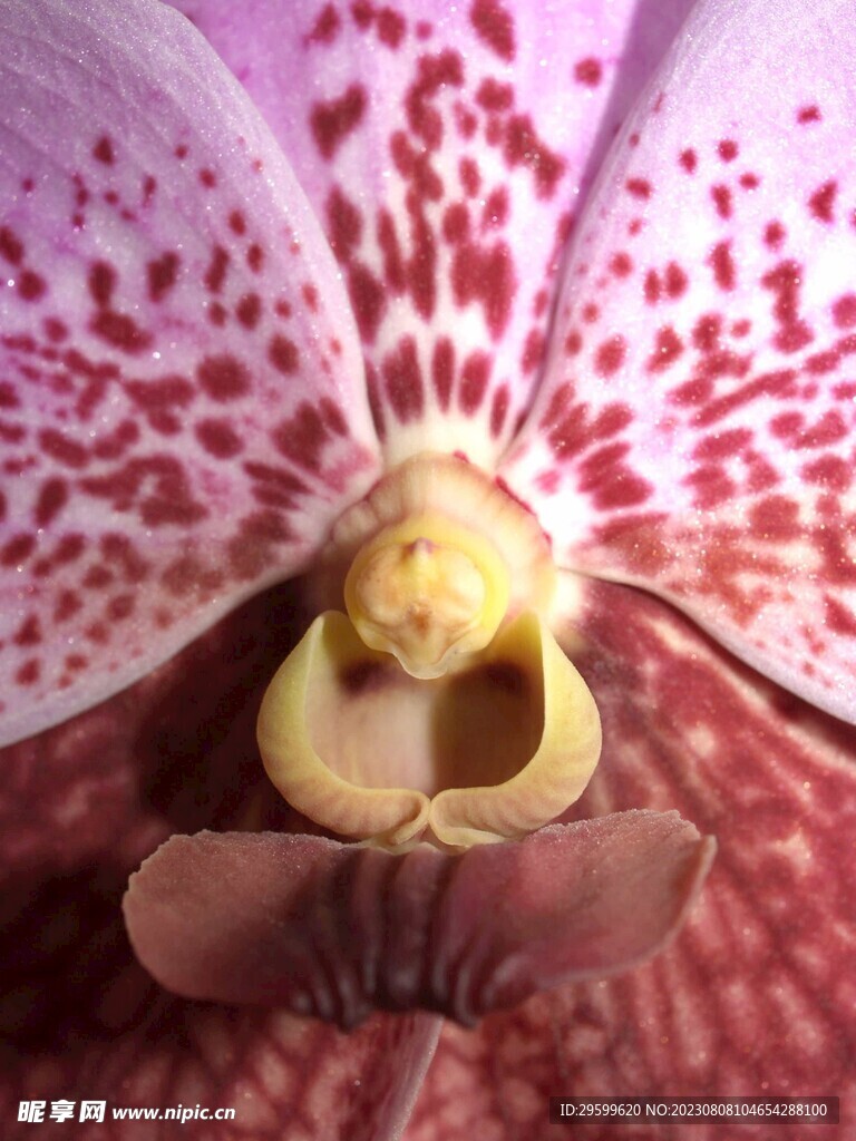 蝴蝶兰