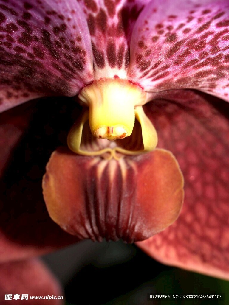 蝴蝶兰