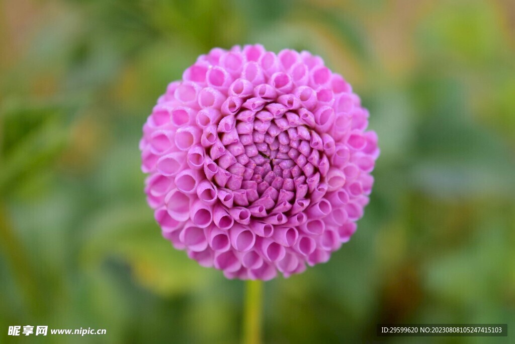 大丽花