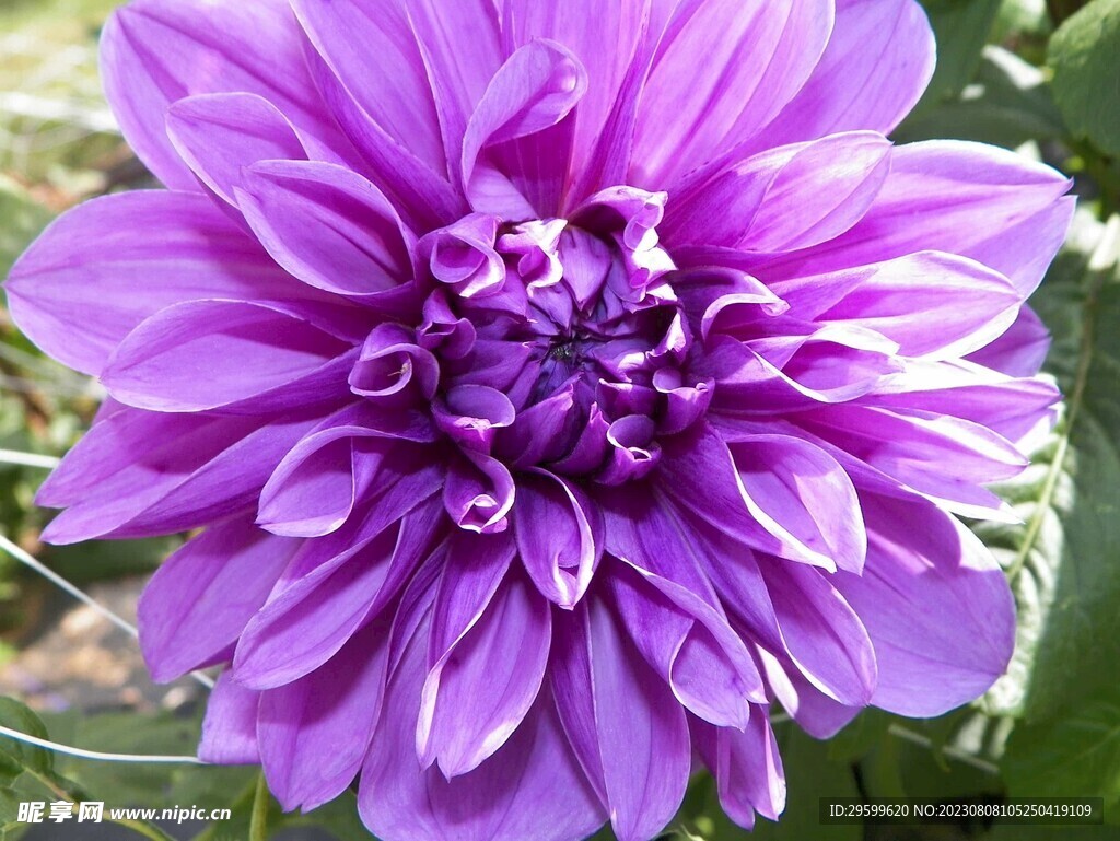 大丽花