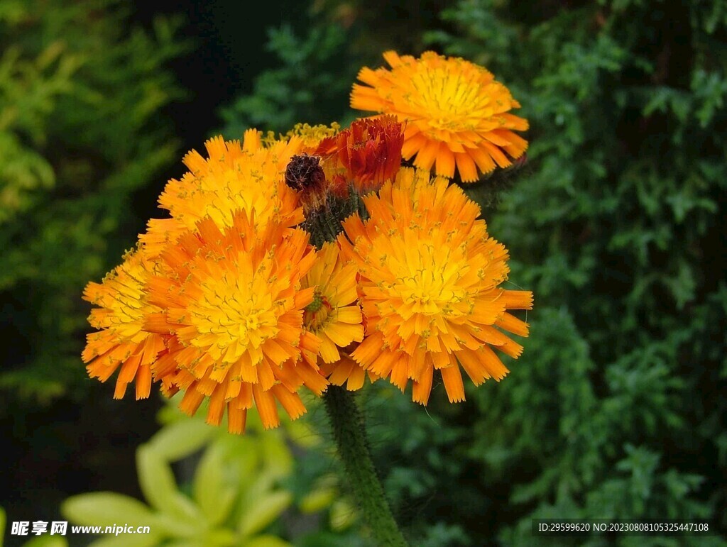 非洲菊