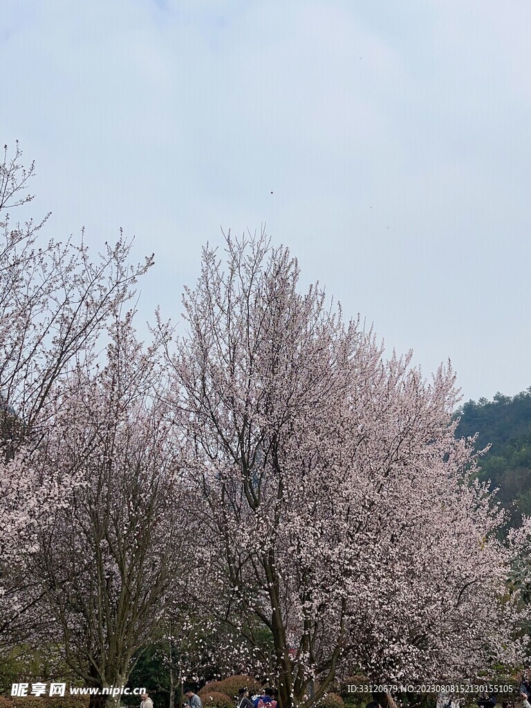 樱花