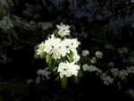 白色花