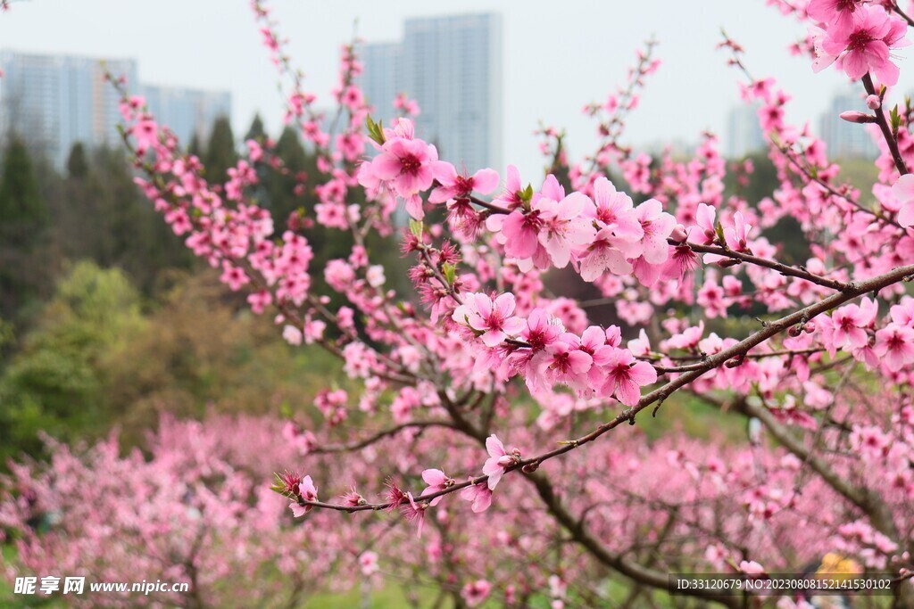 桃花
