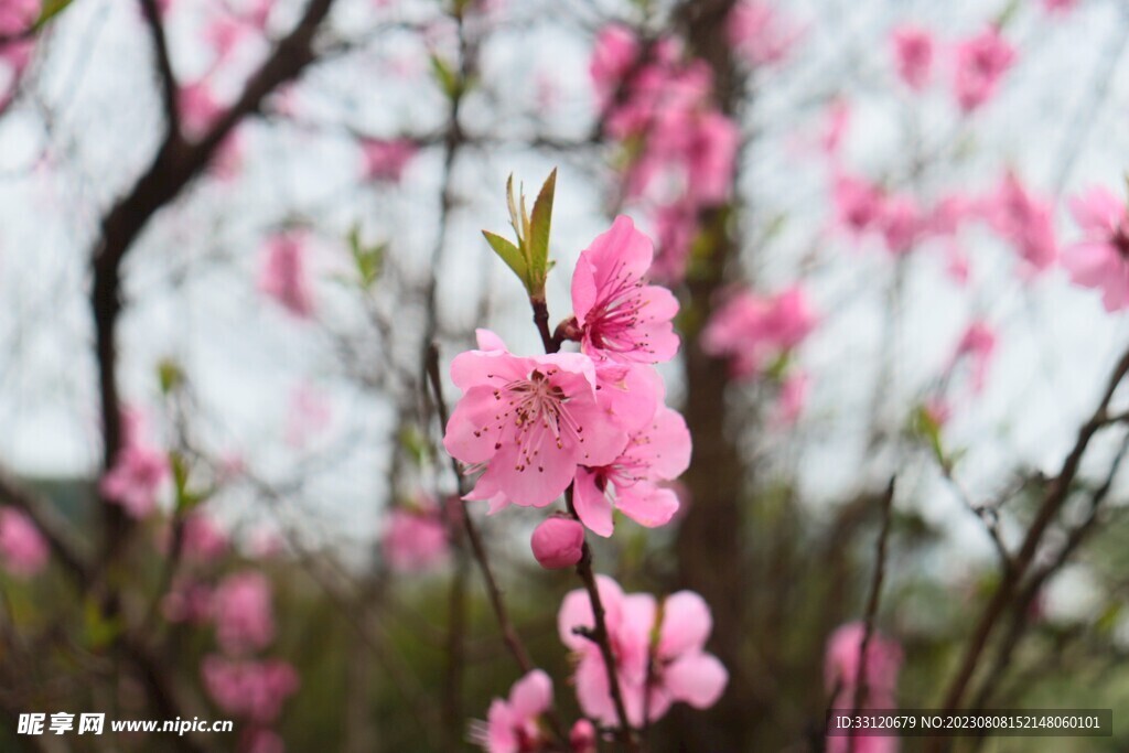 桃花