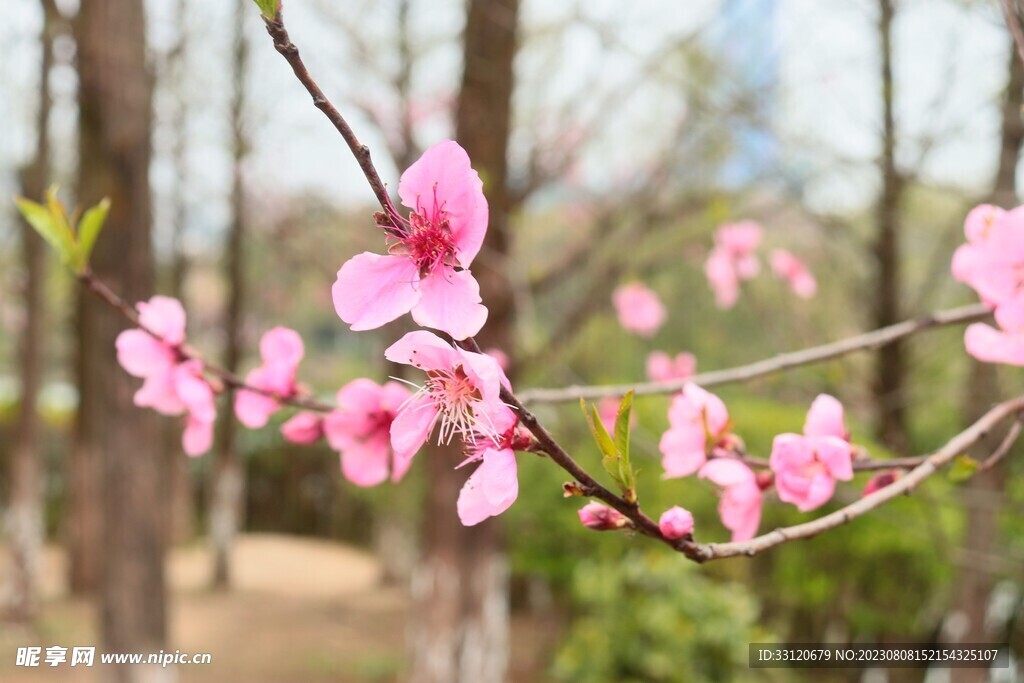 桃花
