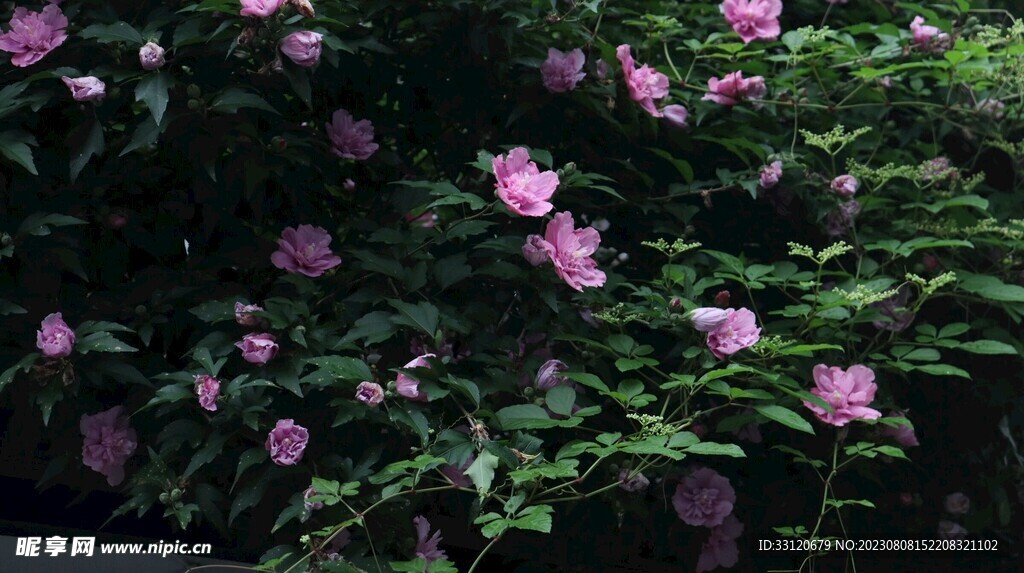 粉色花朵