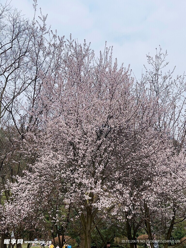 樱花