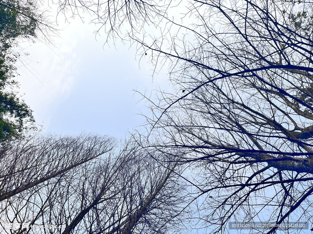 树枝