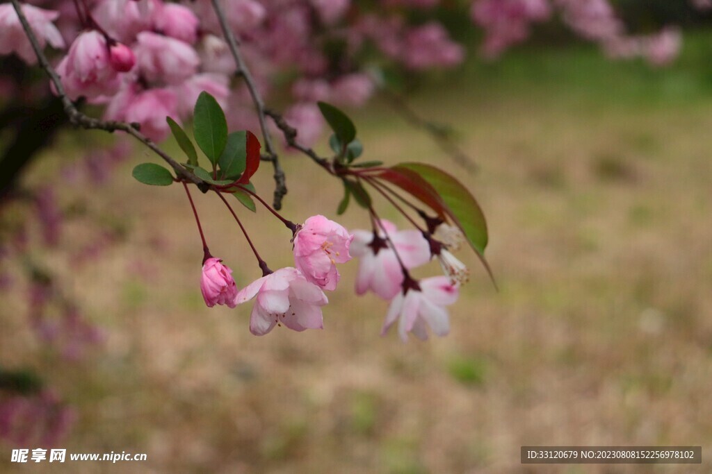 粉色花