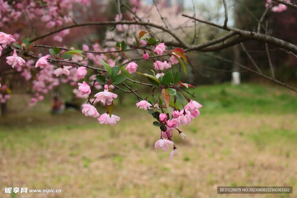 粉色花