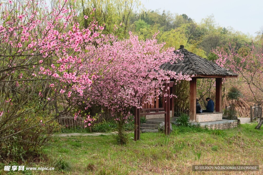 桃花