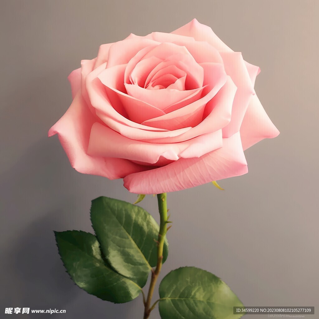 粉玫瑰图片素材-编号07829073-图行天下