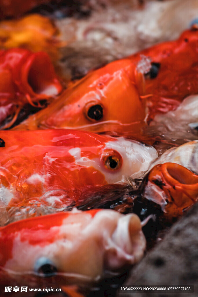 锦鲤