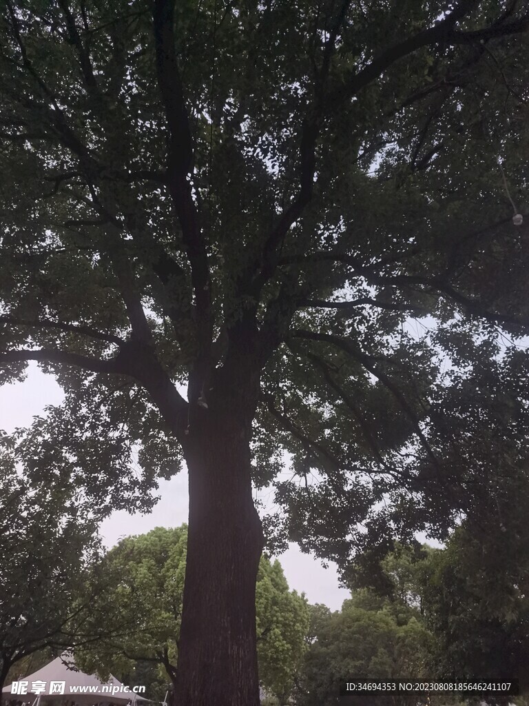 公园树木