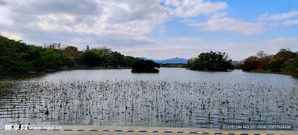 枯萎的荷花池塘