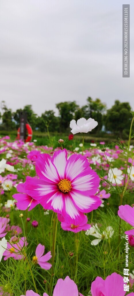 格桑花海