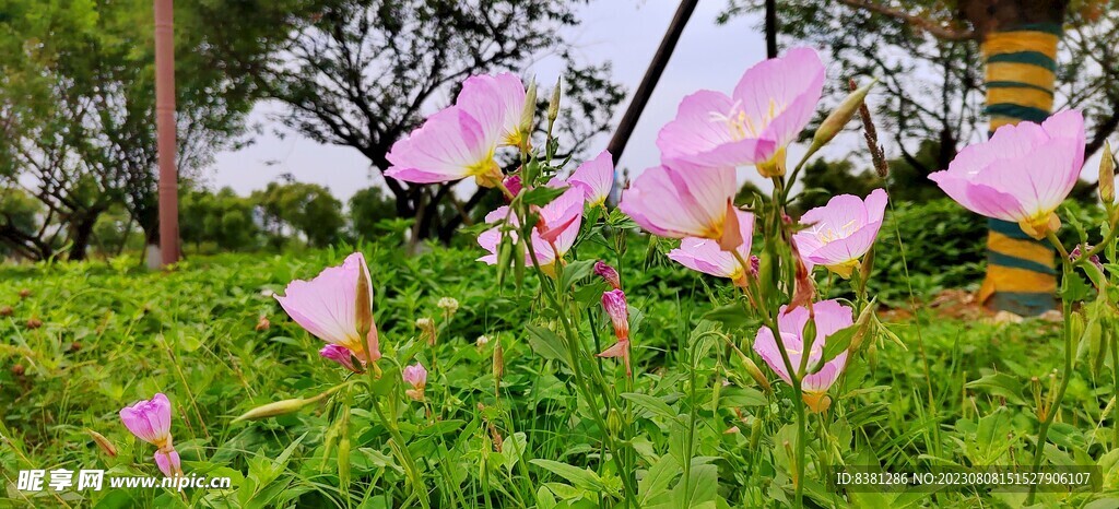 花卉摄影