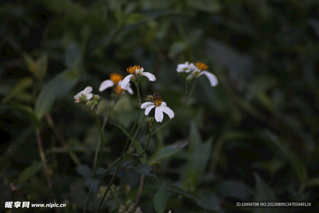 山地野菊花