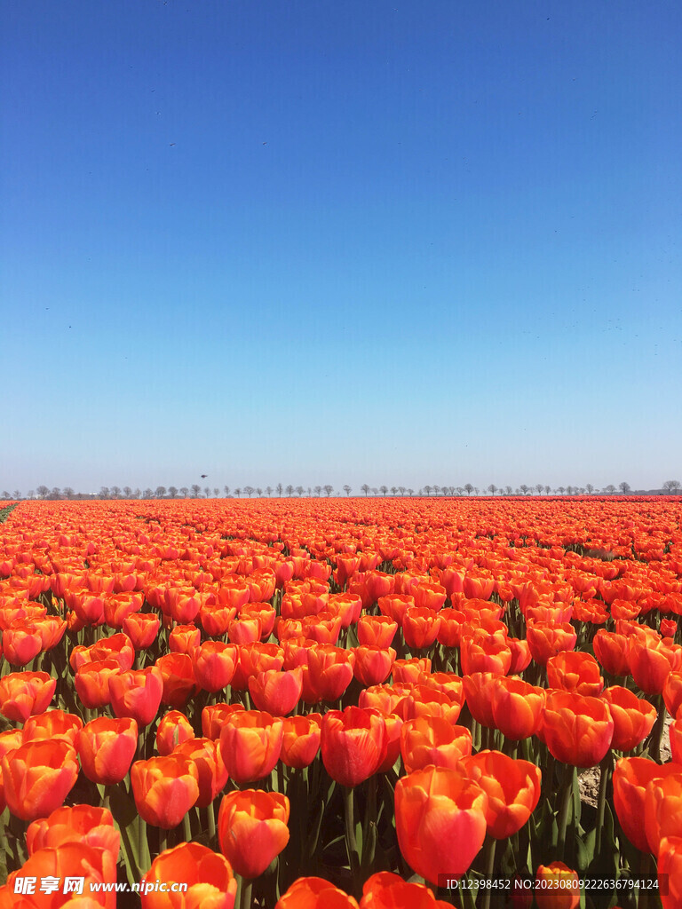 郁金香鲜花