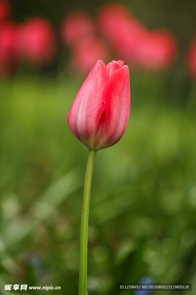 郁金香