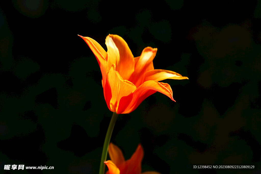 郁金香鲜花