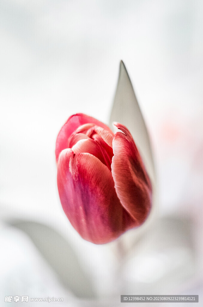 郁金香鲜花