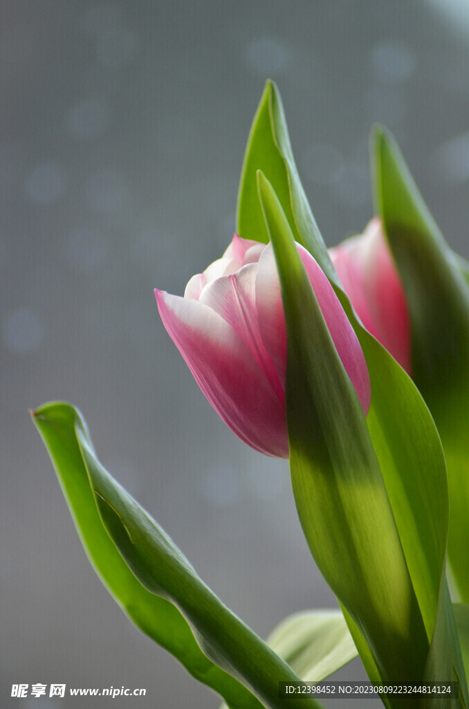 郁金香鲜花