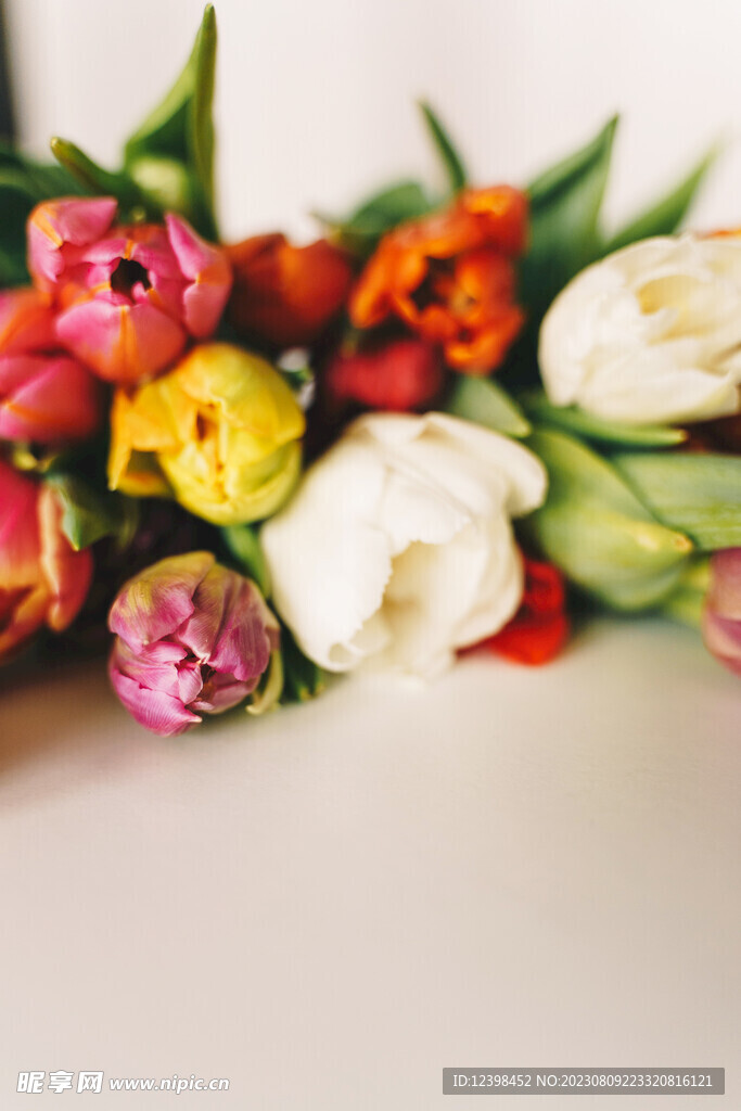 郁金香鲜花