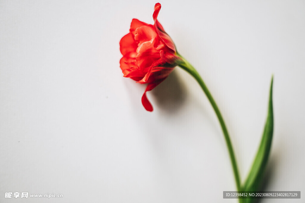 郁金香鲜花