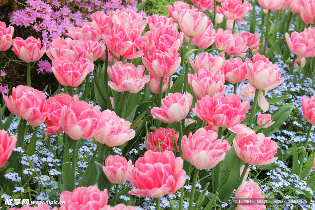 郁金香鲜花