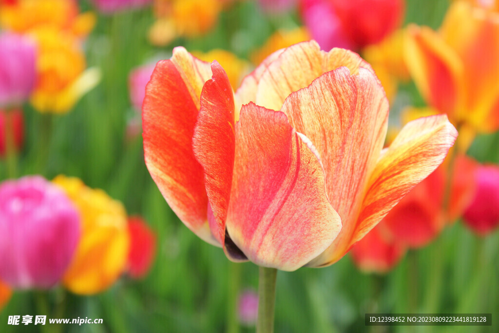 郁金香鲜花