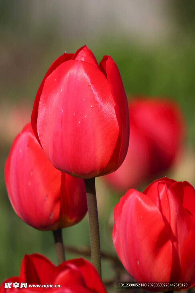 郁金香鲜花