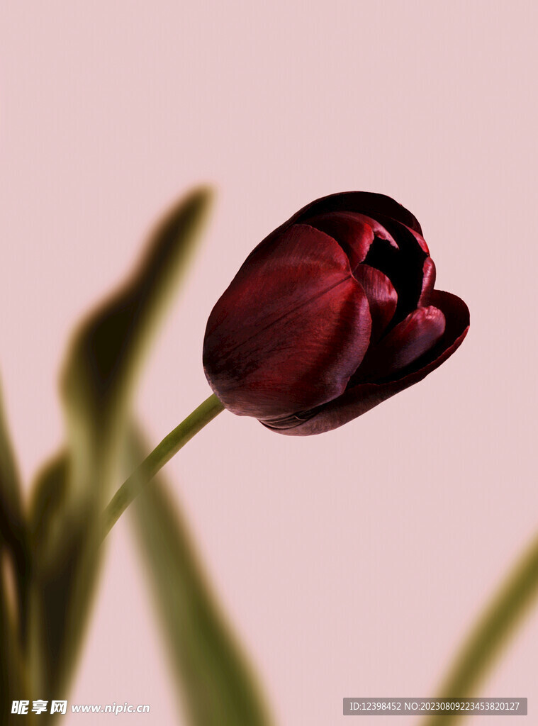 郁金香鲜花