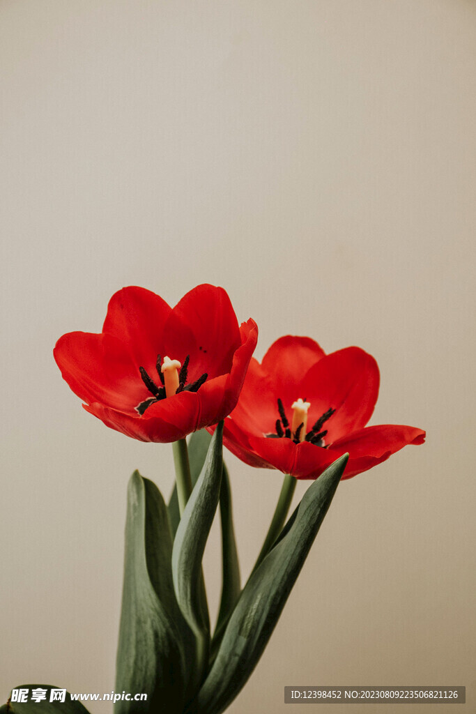 郁金香鲜花