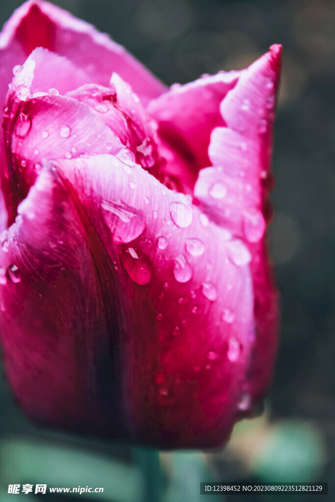郁金香鲜花