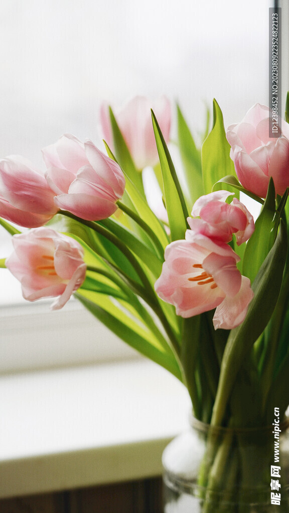 郁金香鲜花