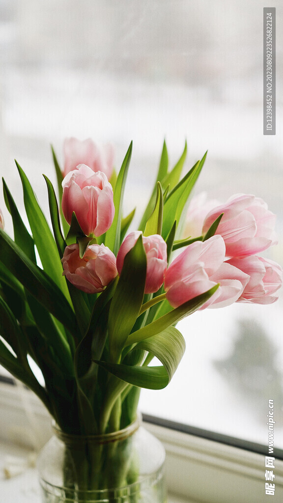 郁金香鲜花