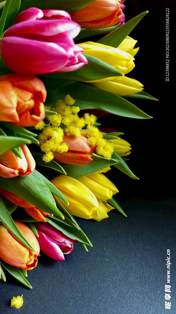 郁金香鲜花