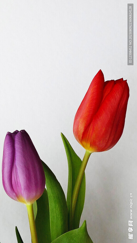 郁金香鲜花