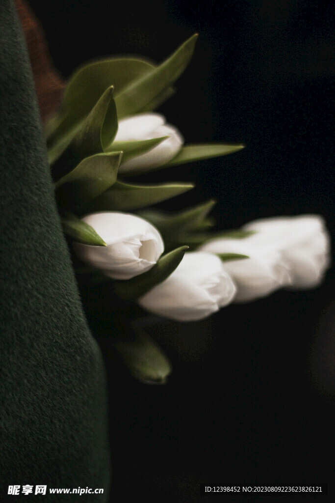 郁金香鲜花