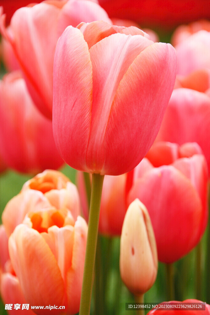 郁金香鲜花