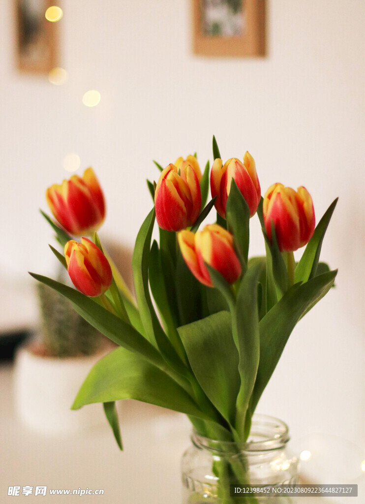 郁金香鲜花
