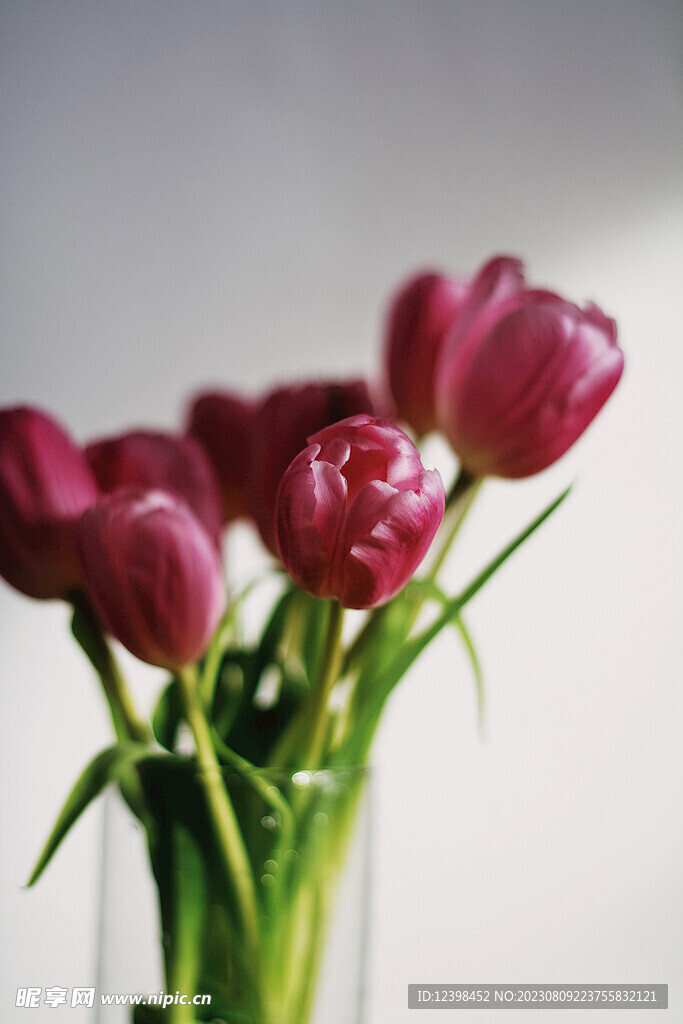 郁金香鲜花