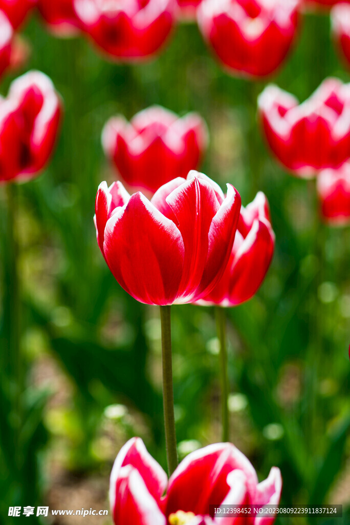 郁金香鲜花