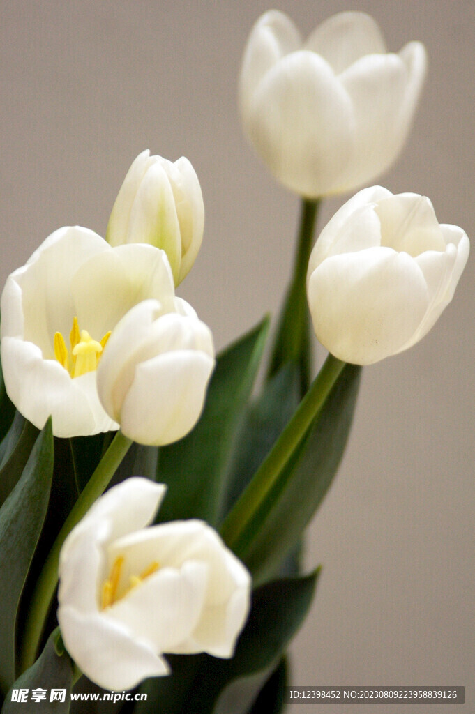 郁金香鲜花