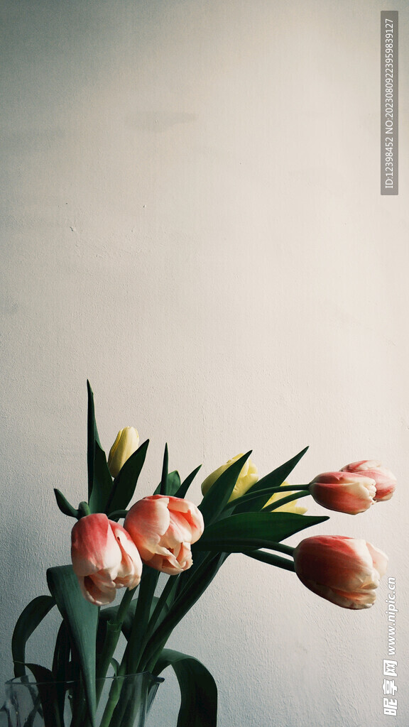 郁金香鲜花