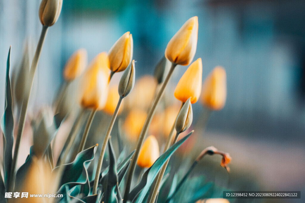 郁金香鲜花