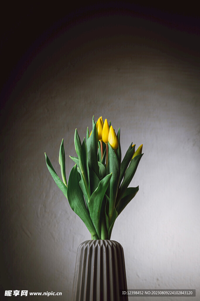 郁金香鲜花