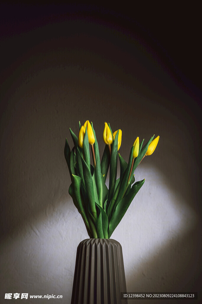 郁金香鲜花